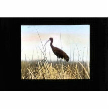 Weiß-gesichtiges IBIS Foto Skulptur