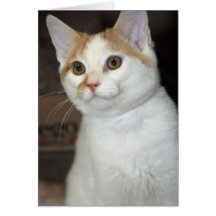 Weiß/Katzen-Gruß/Mitteilungskarten TANs Shorthair