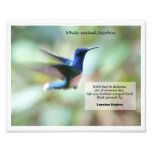 Weiß-necked Jacobin Kunst Fotos