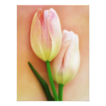 Weiß, Pfirsich u. Rosa-Tulpe-Hintergrund besonders Photo Druck