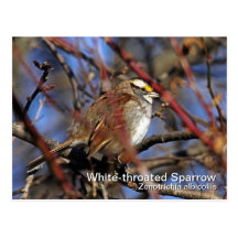 Weiß-throated Spatzen-Postkarte