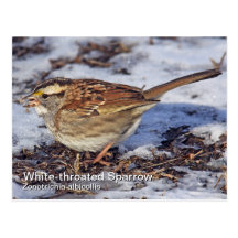 Weiß-throated Spatzen-Postkarte