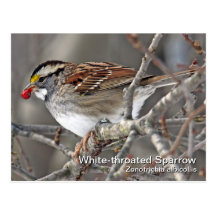Weiß-throated Spatzen-Postkarte