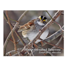 Weiß-throated Spatzen-Postkarte