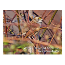Weiß-throated Spatzen-Postkarte