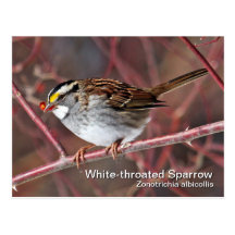 Weiß-throated Spatzen-Postkarte
