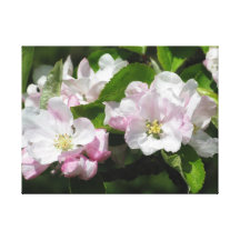 Weiß und blaß - rosa Apple-Blüten Gespannter Galerie Druck