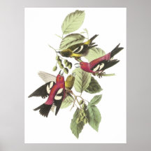 Weiß-winged Gegenwechsel Poster