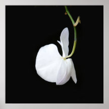 Weiße Blume auf schwarzem kleinem Plakat