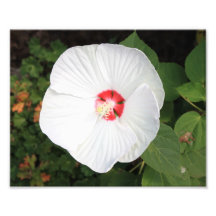 Weiße Blume Foto Drucke