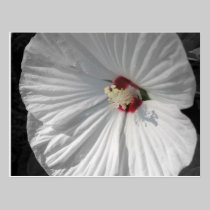 weiße Blume postkarten