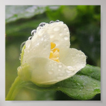 „Weiße Blume unter dem Regen „postieren Plakat