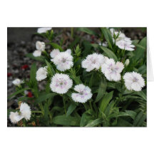 weiße Blumen Grußkarten