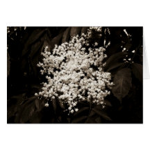 Weiße Blumen-Karte