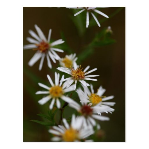 Weiße Blumen-Postkarte