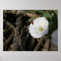 Weiße Blumenrotwanze Plakatdruck