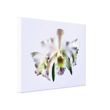 Weiße Cattleya Orchideen Leinwanddruck