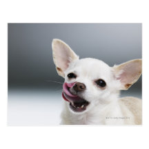 Weiße Chihuahua, die Lippen lecken Postkarte