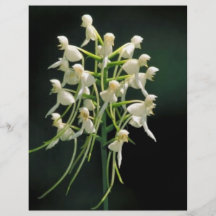 Weiße fringeless Orchidee Flyer Druck
