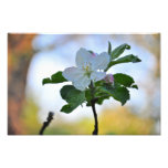 Weiße Frühlings-Blume Fotos
