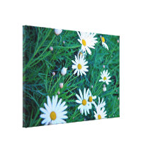 Weiße Gänseblümchen mit Laub Galerie Falt Leinwand