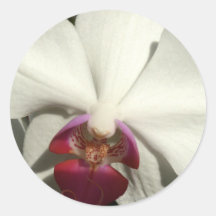 "Weiße Himbeerorchidee " Runde Sticker