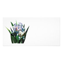 Weiße Iris Foto Karten