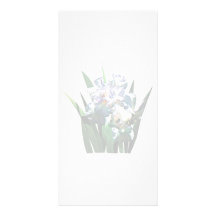 Weiße Iris Fotokarte