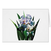 Weiße Iris Grußkarte