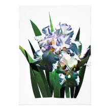 Weiße Iris Individuelle Ankündigung