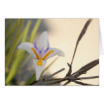 Weiße Iris-Karte