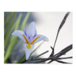 Weiße Iris-Postkarte