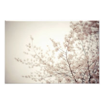Weiße Kirschblüten - Central Park-Frühling Photographien