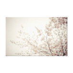 Weiße Kirschblüten - Central Park-Frühling Galerie Falt Leinwand