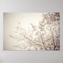 Weiße Kirschblüten - Central Park-Frühling Plakate