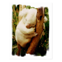 Weiße Koala-Bärn-Postkarte