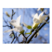 Weiße Magnolie Postkarten