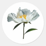 Weiße Mohnblumen-Profil Aufkleber