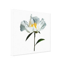 Weiße Mohnblumen-Profil Galerie Gefaltete Leinwand