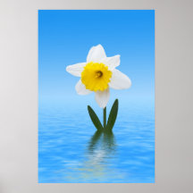 Weiße Narzisse Poster