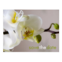Weiße Orchidee • Save-the-Date-Postkarte