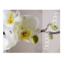 Weiße Orchideen-Geburtstags-Postkarte