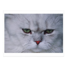 Weiße persische Miezekatze Postkarten