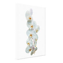 Weiße Phalaenopsis-Orchideen Gespannte Galerie Drucke