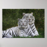 Weiße Phase, bengalischer Tiger, der Tigris Posterdrucke