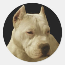Weiße pitbull Aufkleber