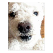 Weiße Pudel-Hundepostkarte