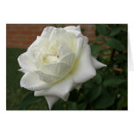 Weiße Rose 1 Grußkarten
