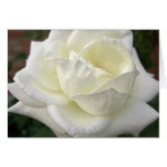 Weiße Rose 3 Karte