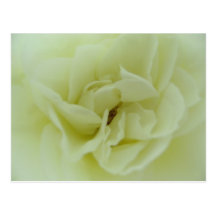 Weiße Rose - das Herz des Engels Postkarte